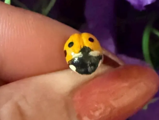 pins coccinelle